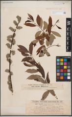 Foto von Salix discolor Muhl.